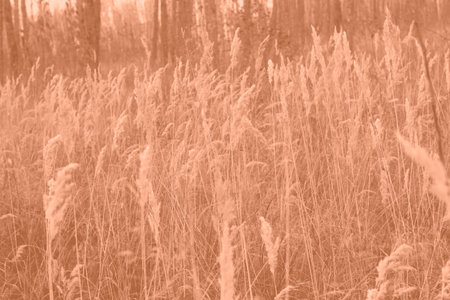 Peach Fuzz grasses with spikelets of beige color close-up. Abstract natural background of soft plants monochrome color 2024.の写真素材