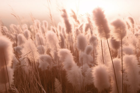 Peach Fuzz dry reeds fluffy grass on a meadow in the sun. Abstract dry herbs background 2024 color. High quality photoの素材
