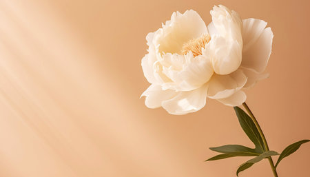 White peony flower on a beige wall. Minimal stylish flower arrangement still life. Banner with copy space. High quality photoの素材