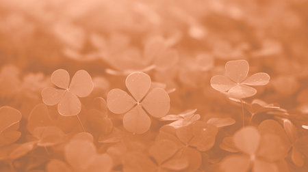 Lucky clover leaves for St. Patricks Day. Banner with Irish clover leaves. Peach Fuzz tonedの素材