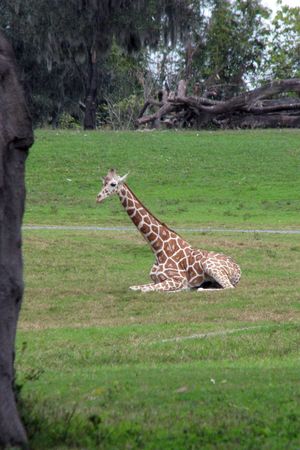 lazy giraffeの写真素材