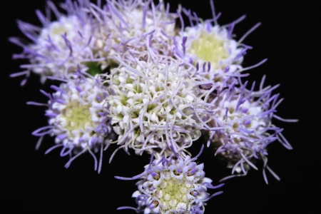 Close-up grass flower with backgroundの写真素材