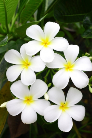 Leelawadee flowerの写真素材