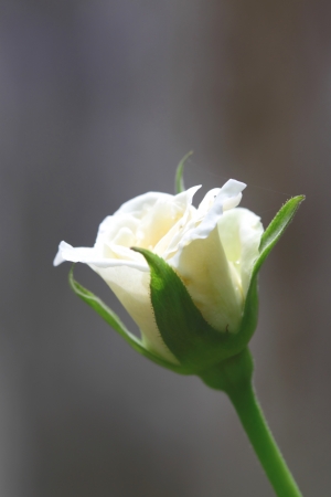 White roseの写真素材