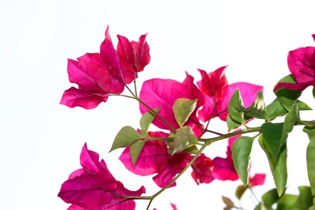 Red bougainvilleaの写真素材