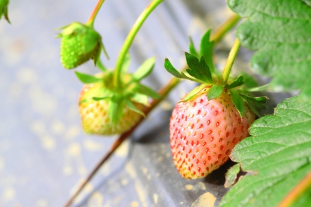 Strawberries raw and ripe in the gardenの写真素材