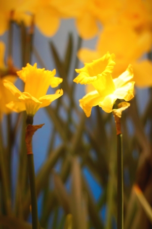 Beauty yellow daffodilの写真素材