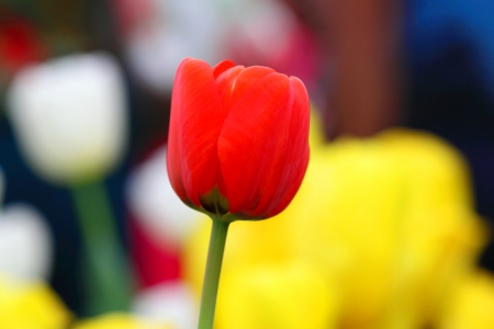 Beautiful red tulipsの写真素材