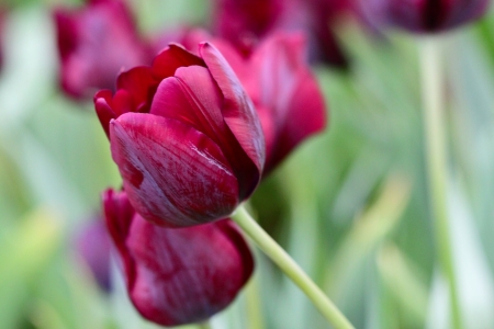 Beautiful violet tulipsの写真素材