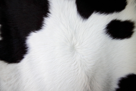 Fur carpet with black cow skin pattern backgroundの写真素材