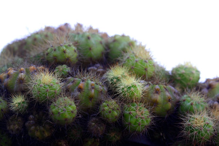 Close up Cactus