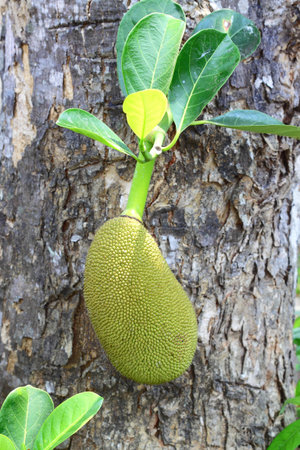 Jackfruit on tree