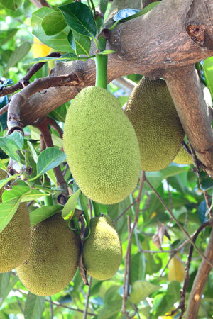 Jackfruit on tree