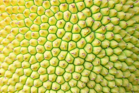 The jackfruit skinの写真素材