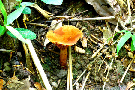 Mushrooms on a forest
