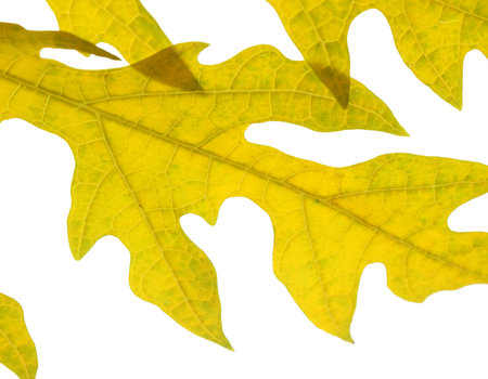 Yellow leaf close upの写真素材