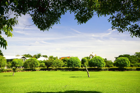 Trees and green grass in the park with blue skyのeditorial素材