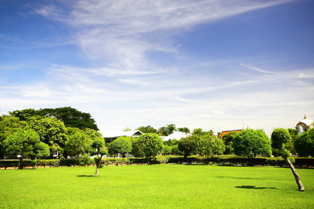 Trees and green grass in the park with blue skyのeditorial素材