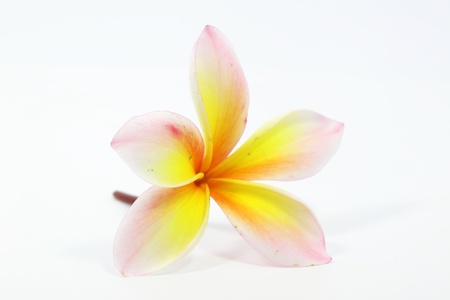 Close up of beautiful frangipani flowerの写真素材