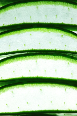 Aloe Vera fresh leaf with white backgroundの写真素材