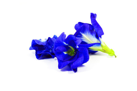 Clitoria ternatea with white backgroundの写真素材