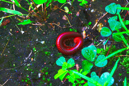 Millipede in Nature