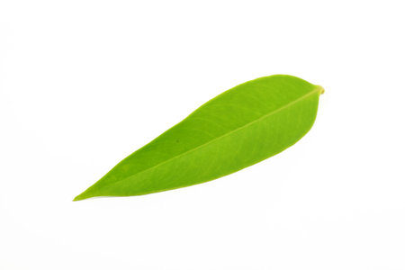 Green leaves with white background
