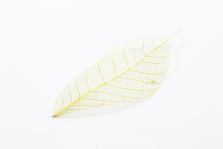 Structure of the leaf with white backgroundの写真素材