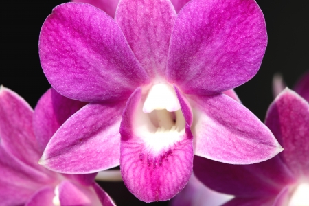 Purple orchid flowerの写真素材