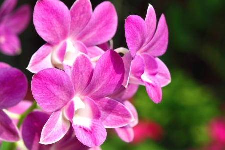 Purple orchid flowerの写真素材