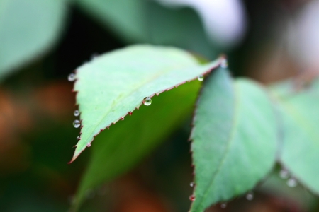 Water drop on leavesの写真素材