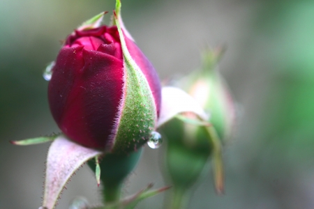 Red roseの写真素材