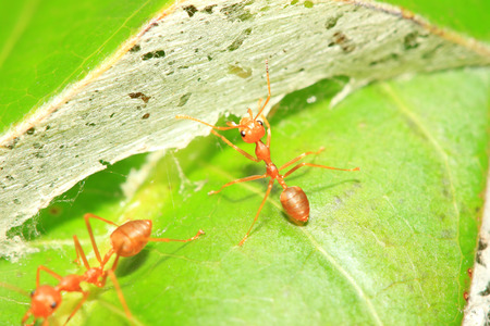 Weaver ants close up viewの写真素材