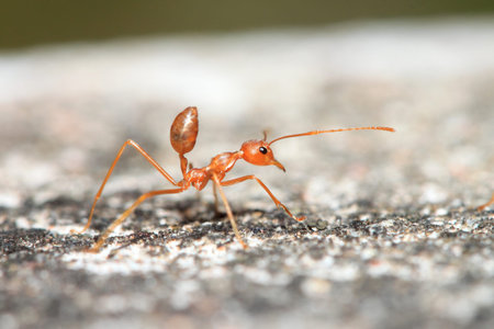 close up ant