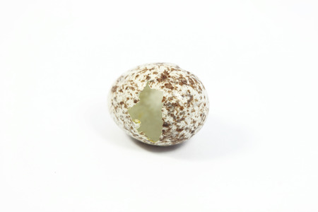 One open eggs of bird with white backgroundの写真素材