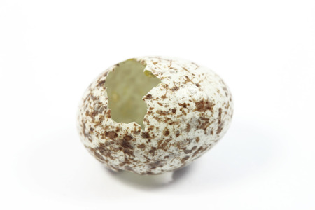 One open eggs of bird with white backgroundの写真素材