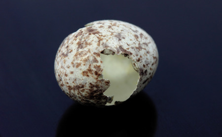 One open eggs of bird with black backgroundの写真素材