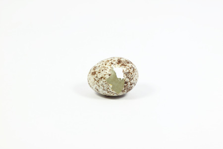 One open eggs of bird with white backgroundの写真素材