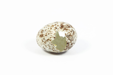 One open eggs of bird with white backgroundの写真素材