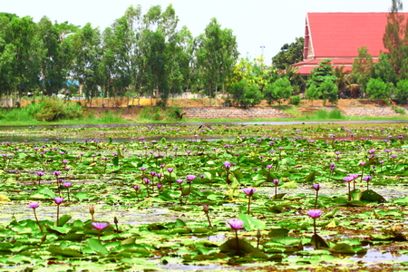 The river nature in Thailandの写真素材