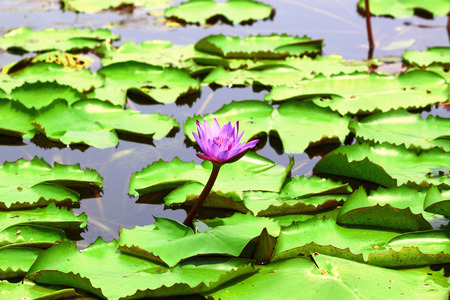 Purple lotusの写真素材