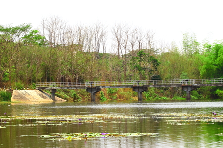 Small bridge in forest of Thailandの写真素材