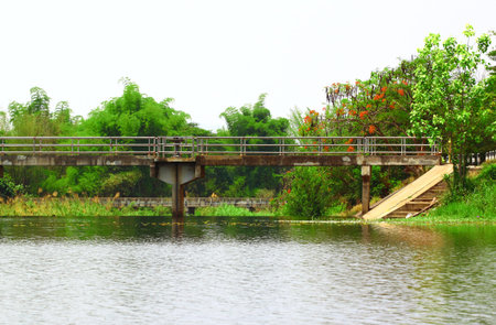Small bridge in forest of Thailandの写真素材