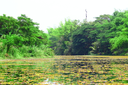 The river nature in Thailandの写真素材