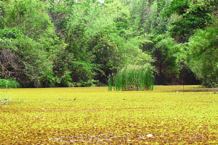 The river nature in Thailandの写真素材