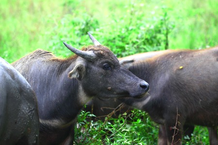 Thai buffaloの写真素材