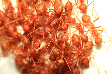 Many red antの写真素材