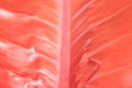 Red leaf
