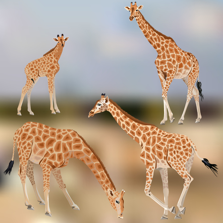 A set of giraffes and a giraffe cub, savannah background.Each object is located on a separate layerのイラスト素材
