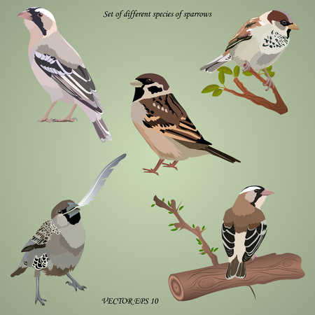 Set of realistic different species of sparrows on  branches, isolated. Each object is located on a separate layerのイラスト素材